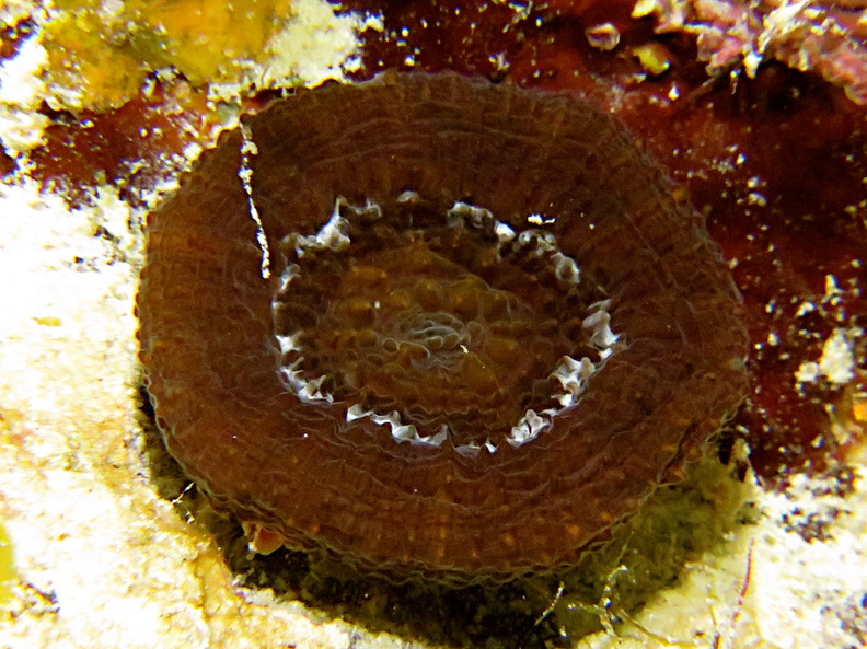 4 Solitary Disk Coral IMG_3086.jpg